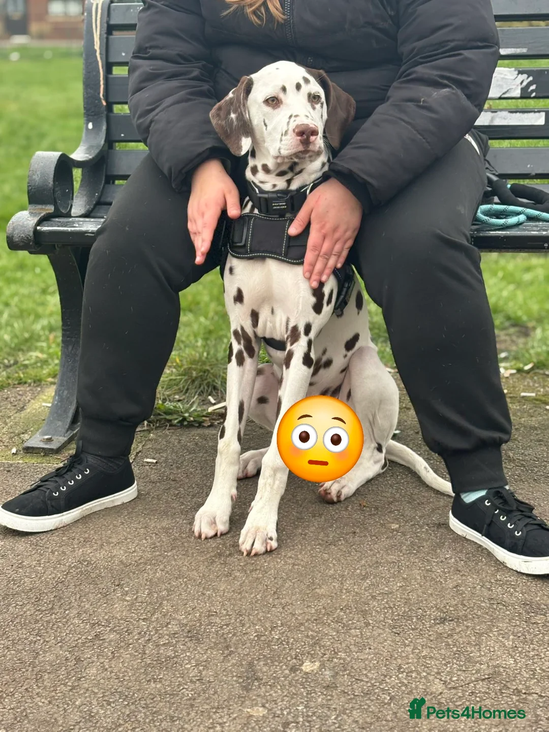 Dalmatian dogs for sale: Liver & white male puppy  in Hull - Advert 1