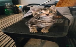 Mixed Breed cats for sale: 5 Beautiful Tabby Kittens - Image 2