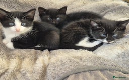 Mixed Breed cats for adoption: ***STELLA***BELLA***STAN*** - Image 3