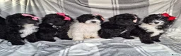 Sproodle dogs for sale: Adoreable f1b miniature sproodle puppies. - Advert 7