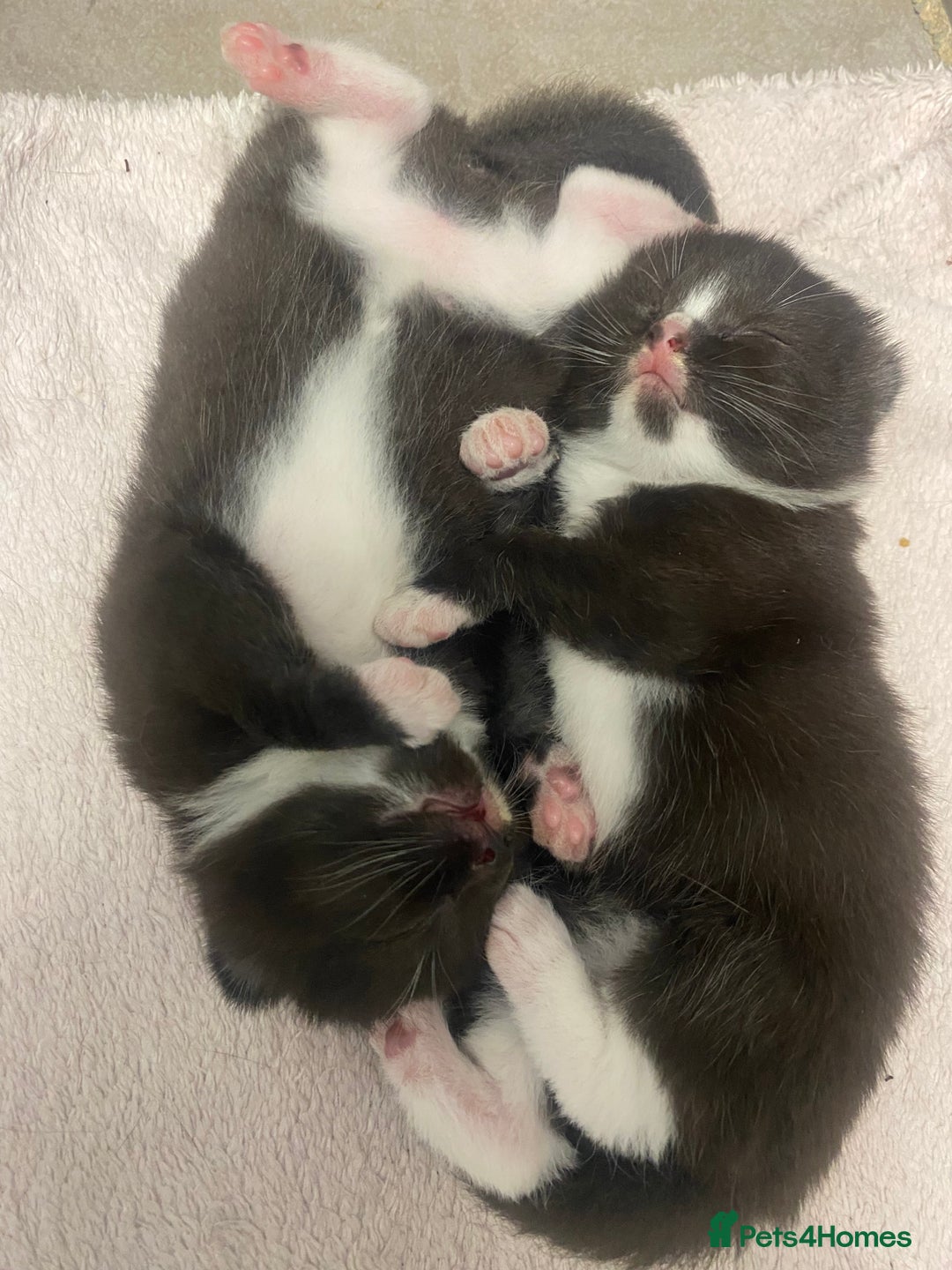 Mixed Breed cats for sale: X BRITISH SHORT adorable kittens ready 4 new home - Image 27
