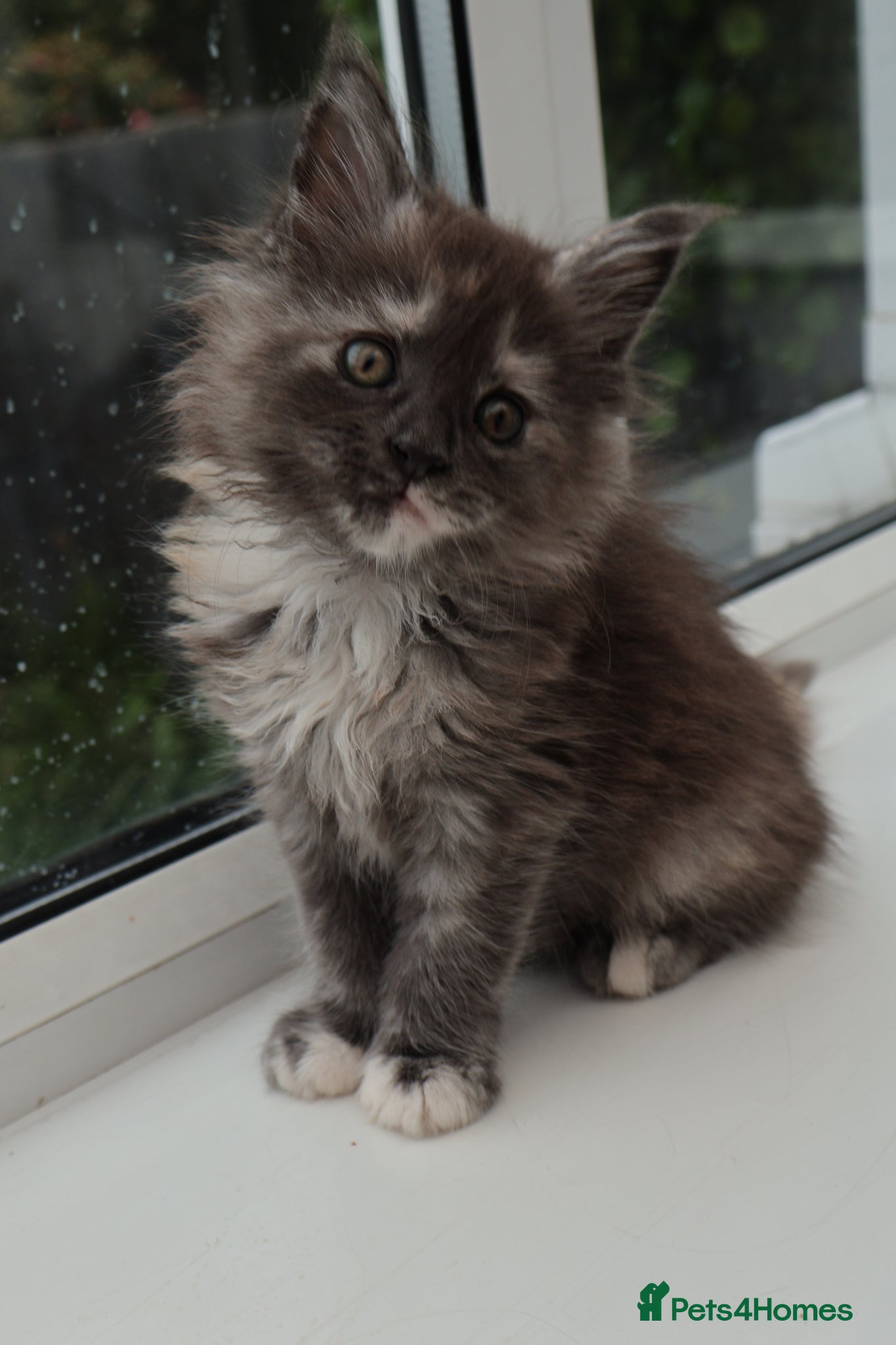 Maine Coon cats for sale: Health tested XXL European female kitten - Advert 2