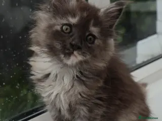 Maine Coon cats for sale: Health tested XXL European female kitten - Advert 2