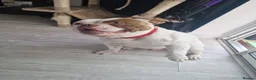 American Bully dogs for sale: Pocket bully male in Preston - Advert 1