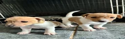 Jack Russell dogs for sale: Male Jack Russell Puppies – Ready 15th October in Caerphilly - Advert 3