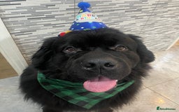 Newfoundland dogs for stud: Newfoundland stud  - Image 6