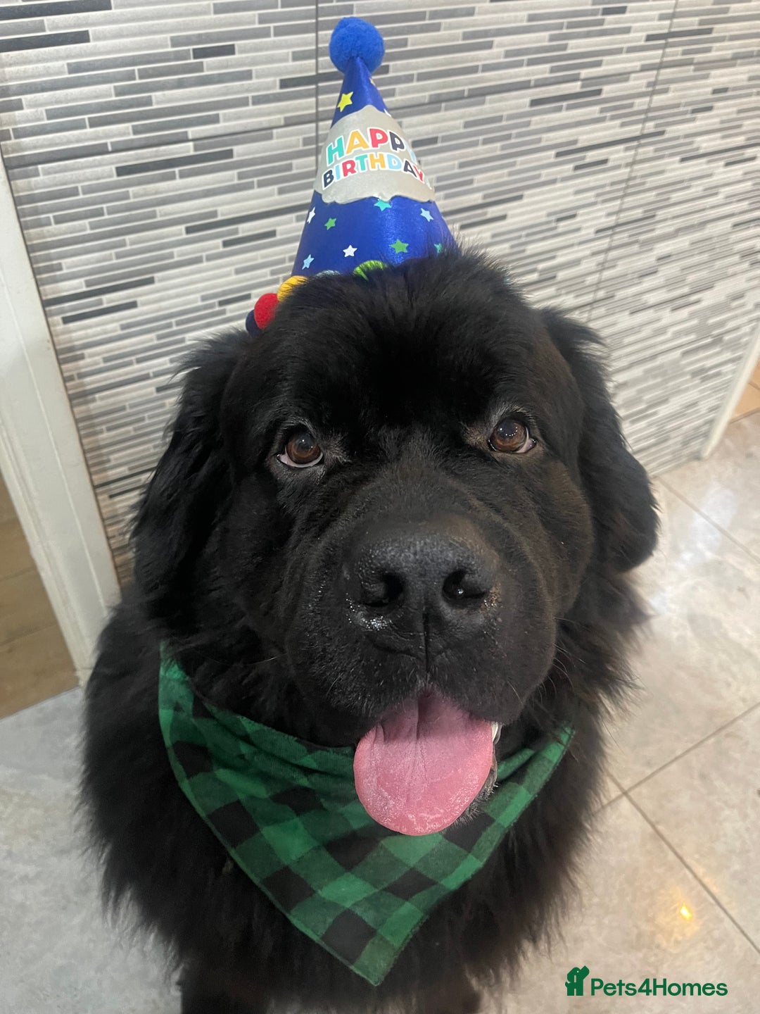 Newfoundland dogs for stud: Newfoundland stud  - Image 6
