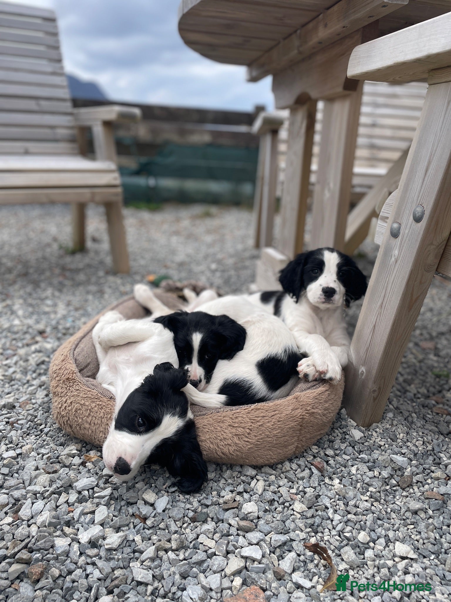 English Springer Spaniel dogs Springer Spaniel Puppies – 2 Girls Available - Advert 3