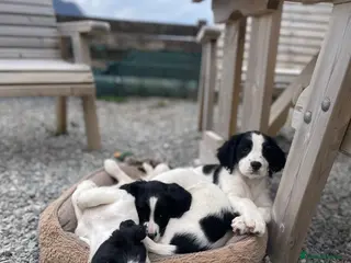 English Springer Spaniel dogs Springer Spaniel Puppies – 2 Girls Available - Advert 3