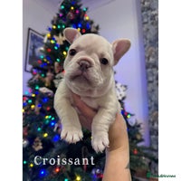 French Bulldog dogs - Advert 10
