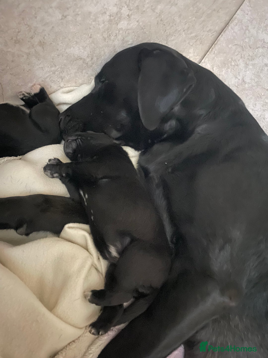 Mixed Breed dogs for sale: Labrador cross with Siberian husky  - Advert 14