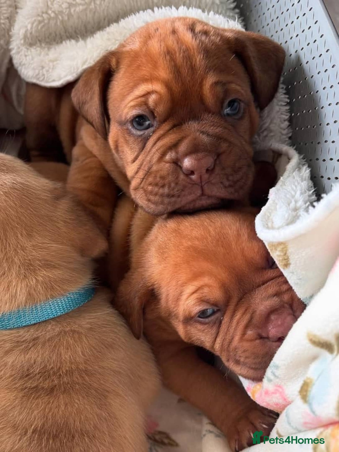 Dogue De Bordeaux dogs for sale: Majestic Dogue de Bordeaux Puppies for Rehom🐾👑 - Advert 19