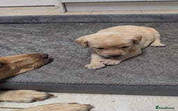 Labrador Retriever dogs for sale: Gorgeous Yellow Labrador Puppies - Image 4