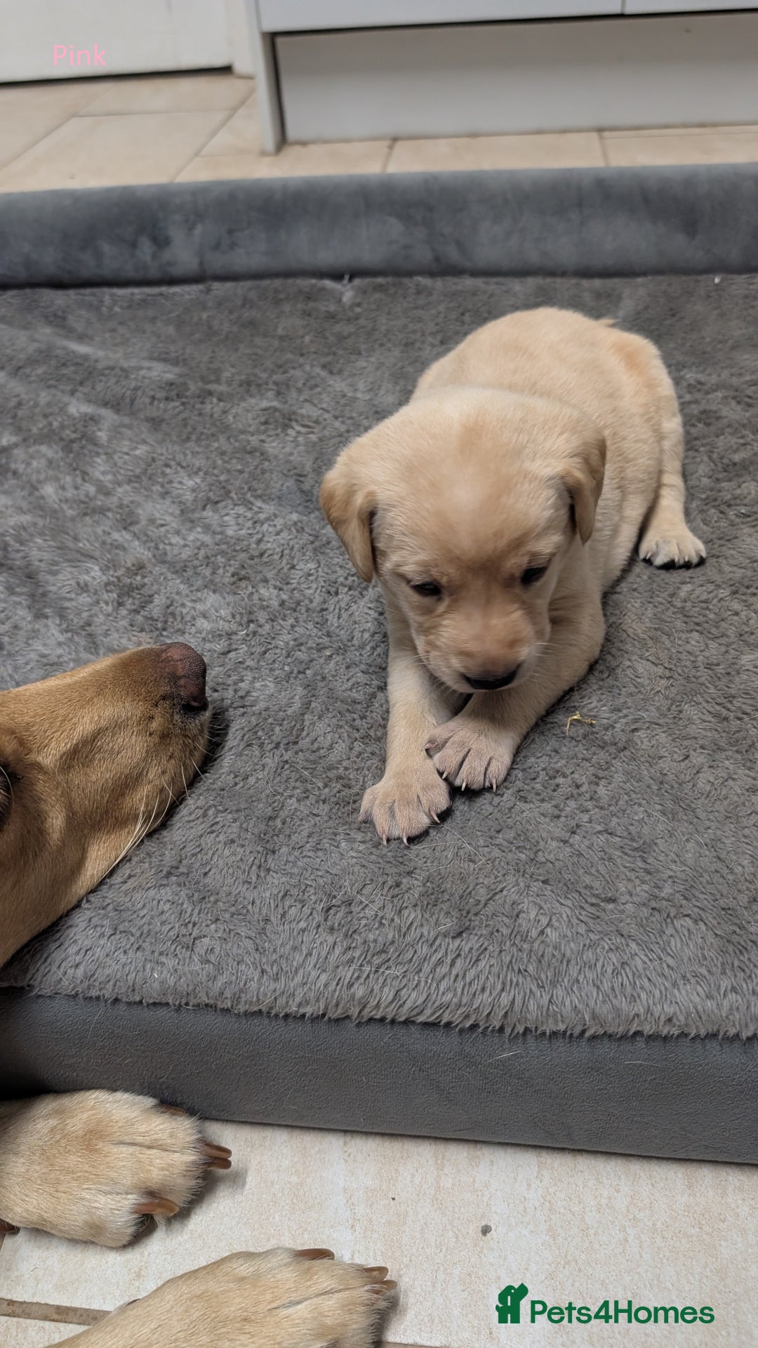 Labrador Retriever dogs for sale: Gorgeous Yellow Labrador Puppies - Image 4