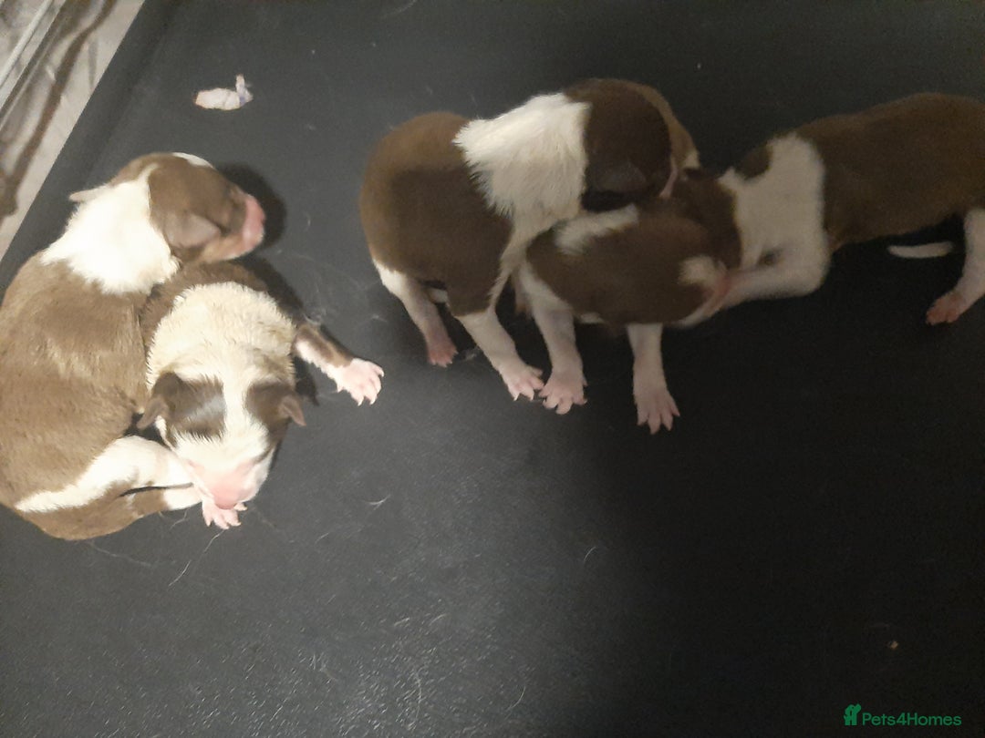Border Collie dogs for sale: 9 beautiful border collie pups - Image 2