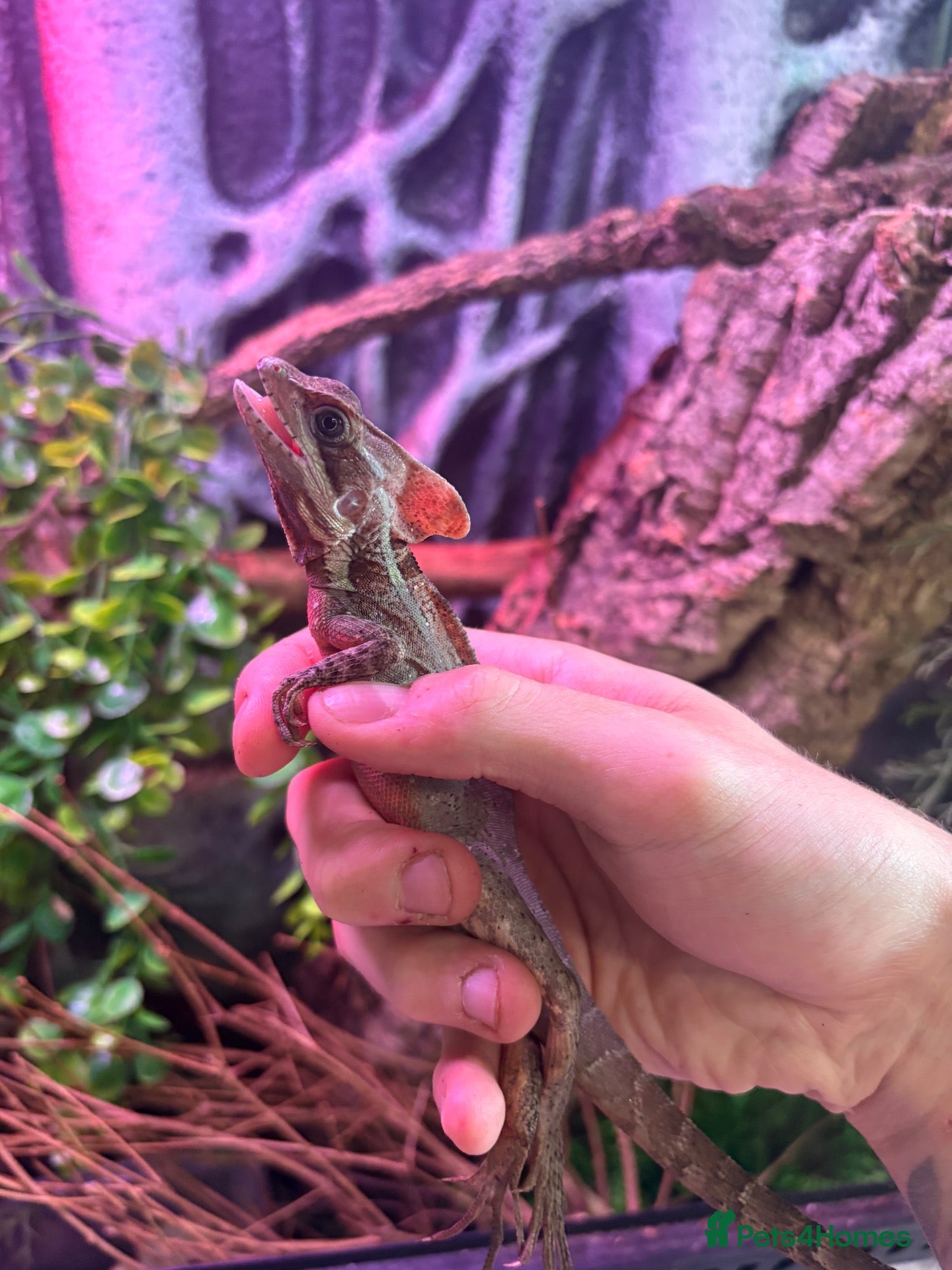 Lizard reptiles Male brown basilisk  - Advert 9