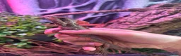Lizard reptiles for sale: Male brown basilisk  - Advert 1