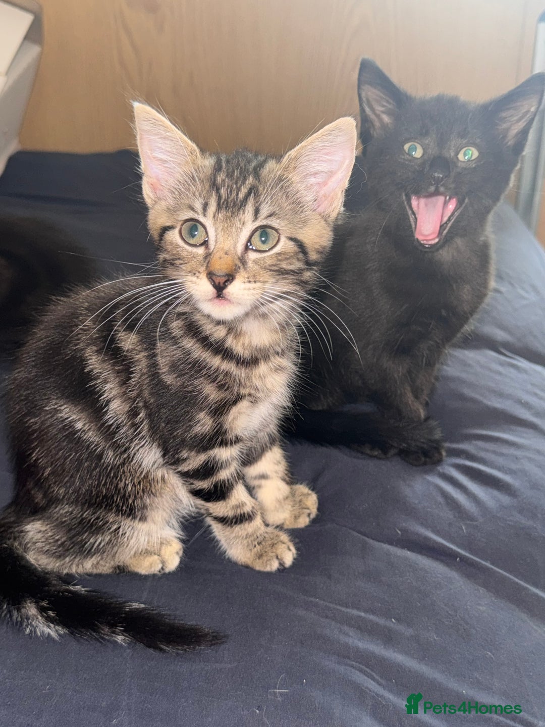 Mixed Breed cats for sale: Ragdoll/khao manne ready for their new homes - Image 2