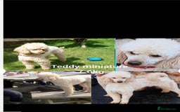 Cockapoo dogs for sale: F1 cockerpoos  - Image 10