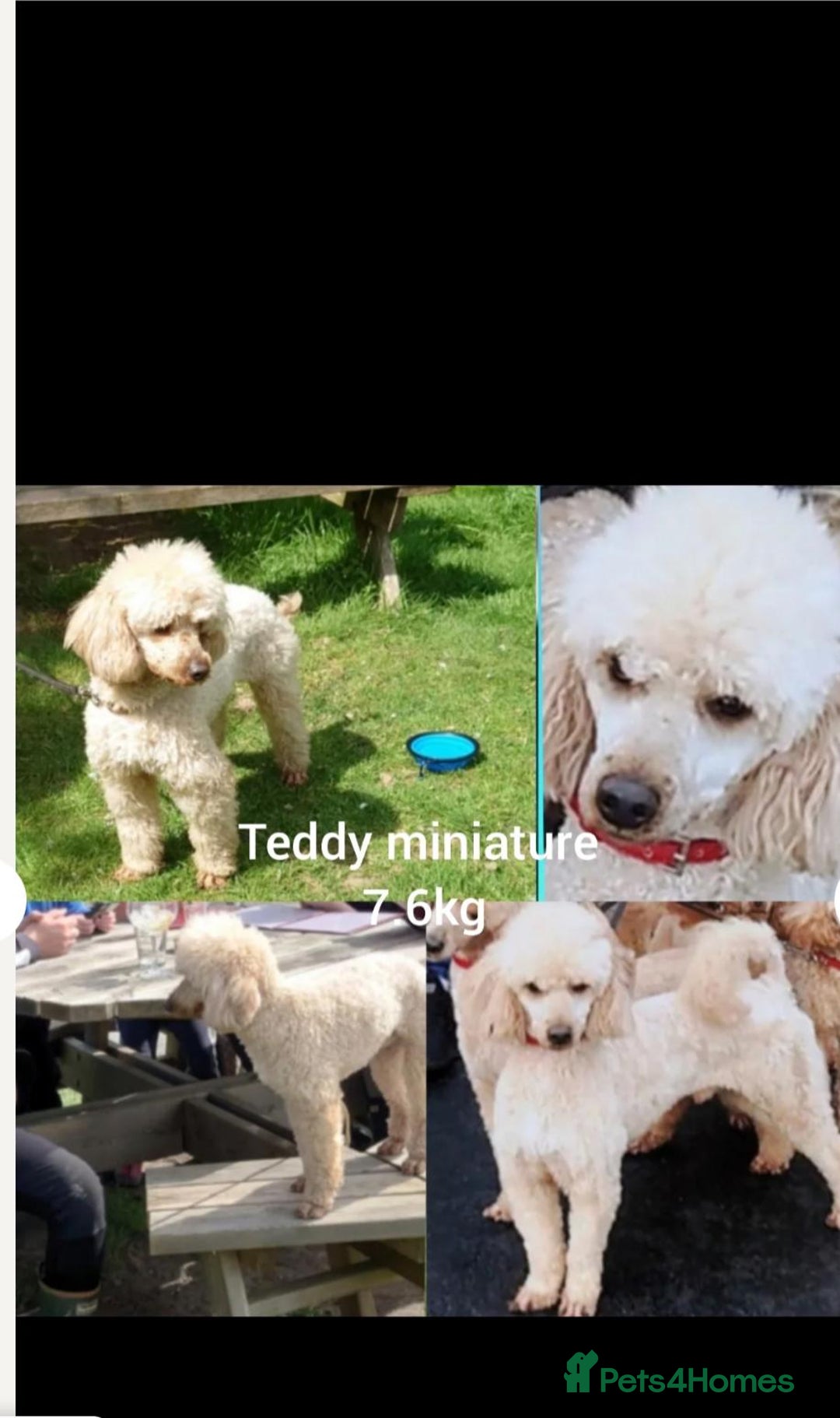 Cockapoo dogs for sale: F1 cockerpoos  - Image 10