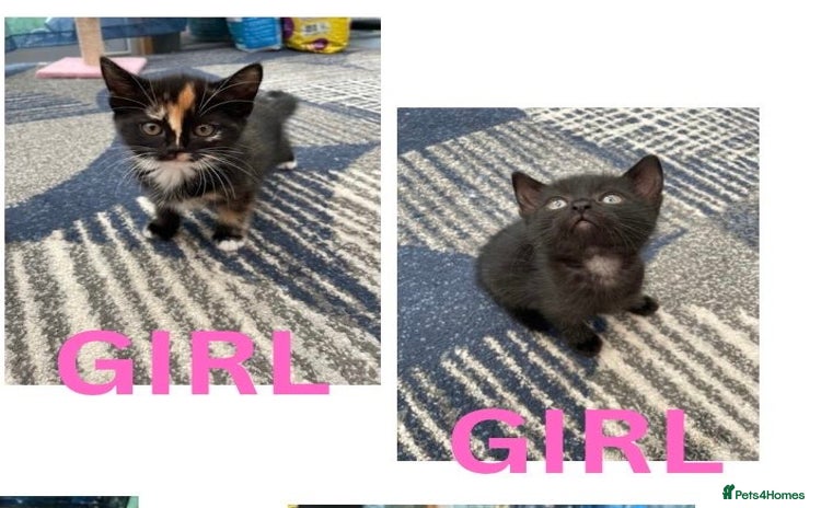 Mixed Breed cats - Advert 15