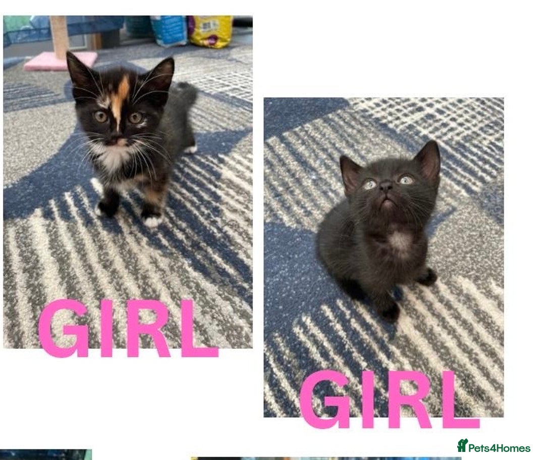 Mixed Breed cats for sale: 2 baby girl kittens for sale  - Image 1