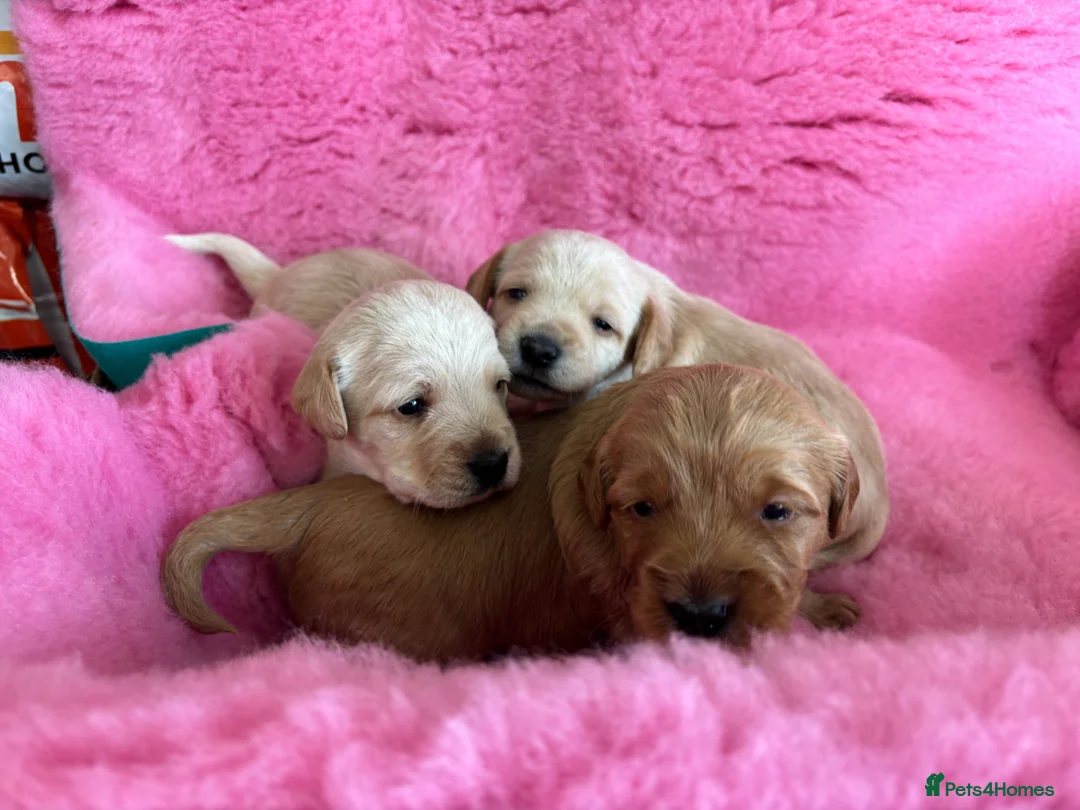 Mixed Breed dogs for sale: Cairnnoodle Puppies  - Advert 11