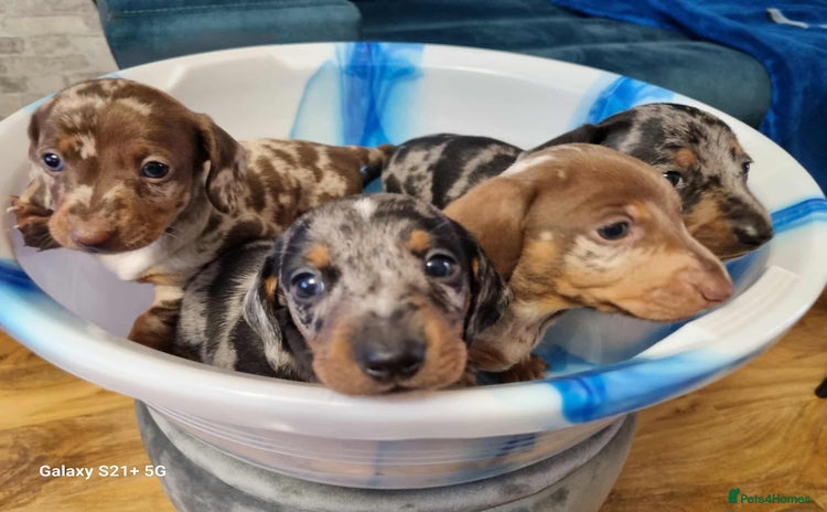 Miniature Dachshund dogs - Advert 15