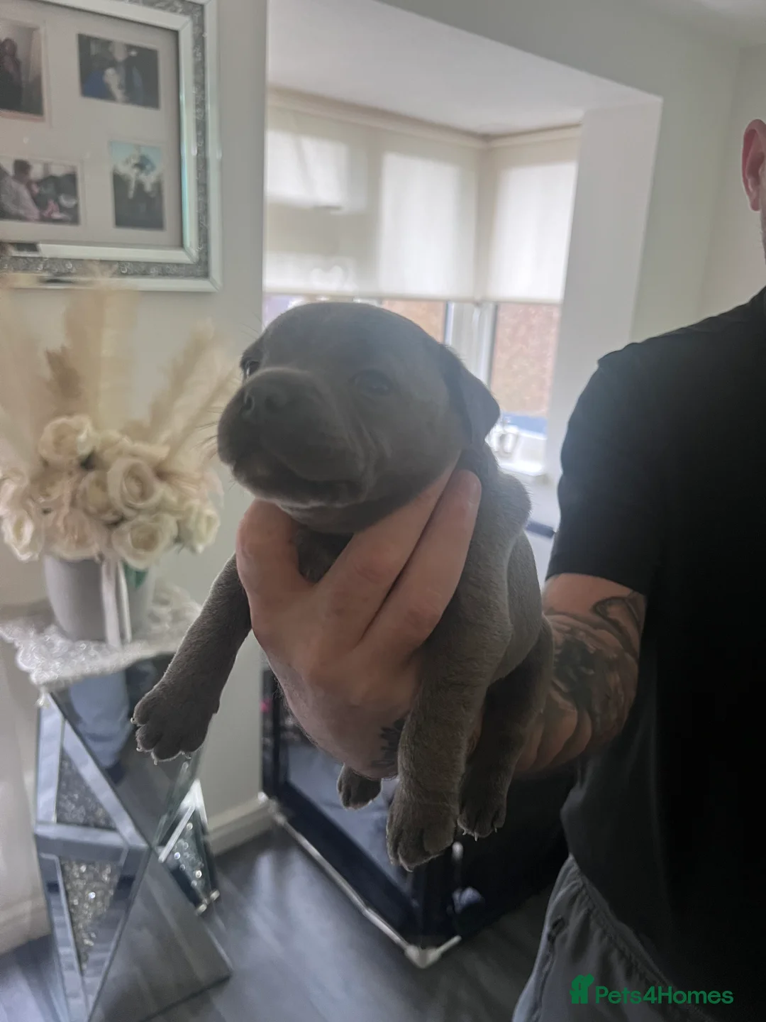 Staffordshire Bull Terrier dogs for sale: LAST BOY LEFT KC REGISTERED 5 STAR BLUE   - Advert 24