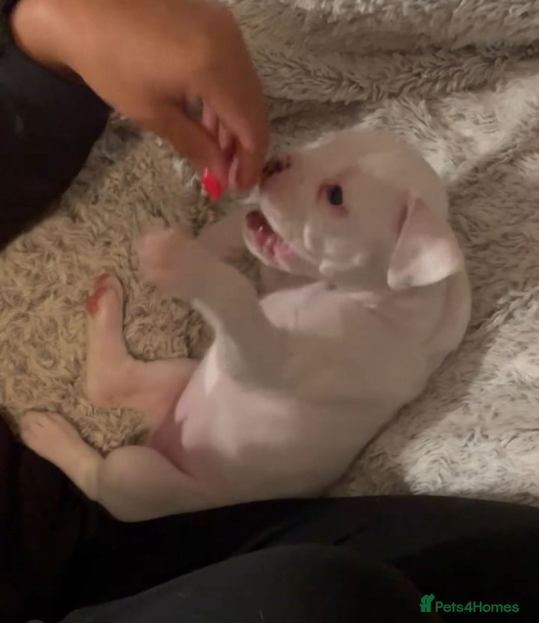 Boxer dogs for sale: Stunning beautiful Boxers - Advert 9