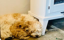 Cavapoochon dogs for sale: 6 beautiful Cavapoochons for sale. Wilmslow. - Image 14