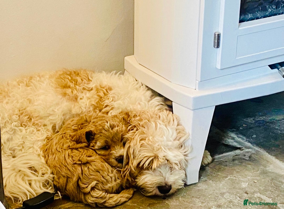 Cavapoochon dogs for sale: 6 beautiful Cavapoochons for sale. Wilmslow. - Image 14