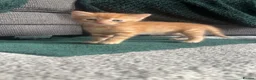 Mixed Breed cats for sale: Litter of 3 beautiful kittens  - Advert 6