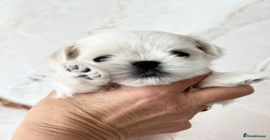Maltese dogs - Advert 5