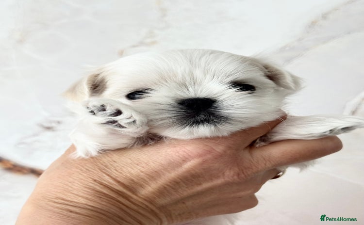 Maltese dogs - Advert 1