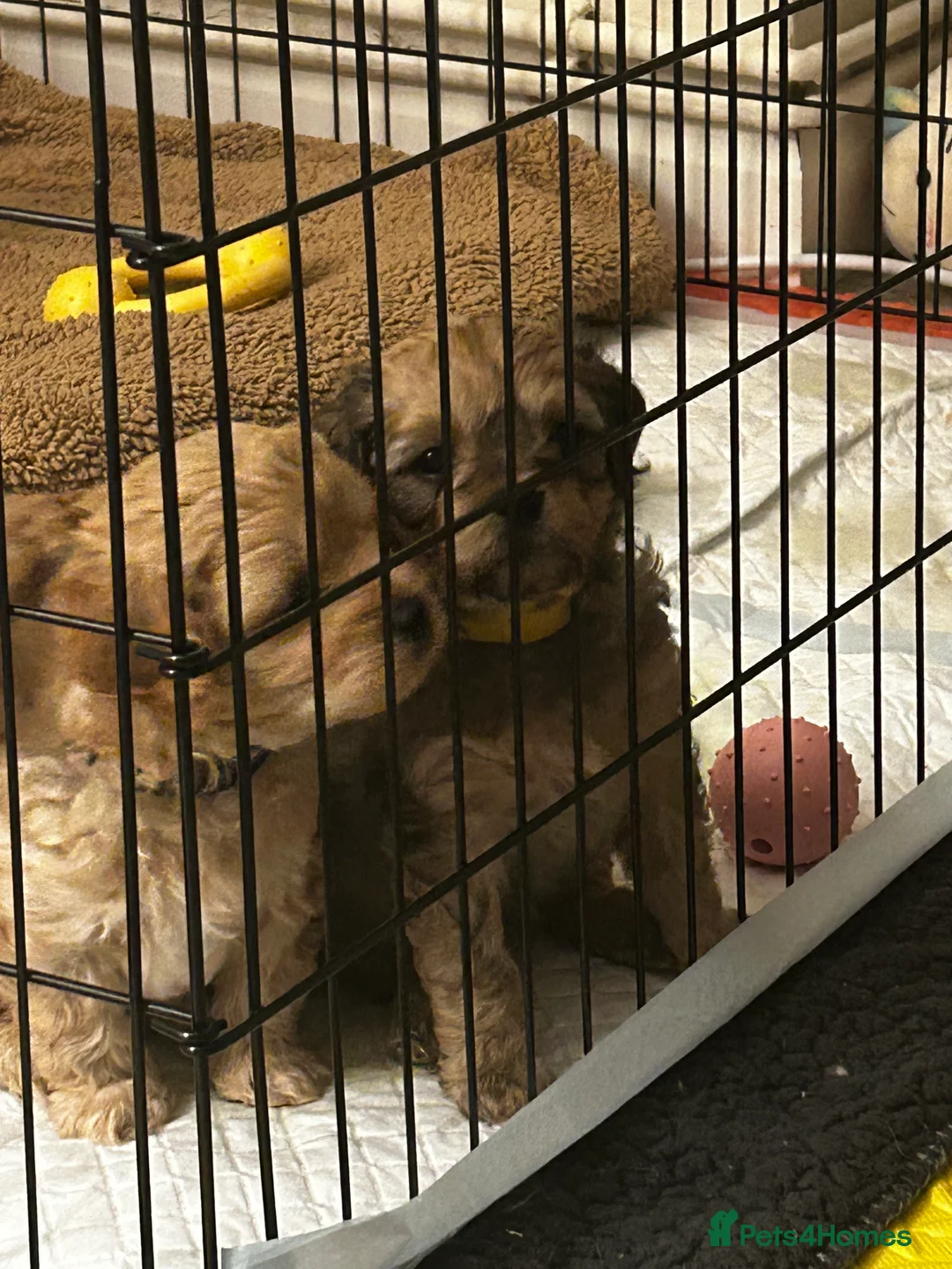 Cavapoochon dogs for sale: Three Cavapoochon Boys left - Advert 20