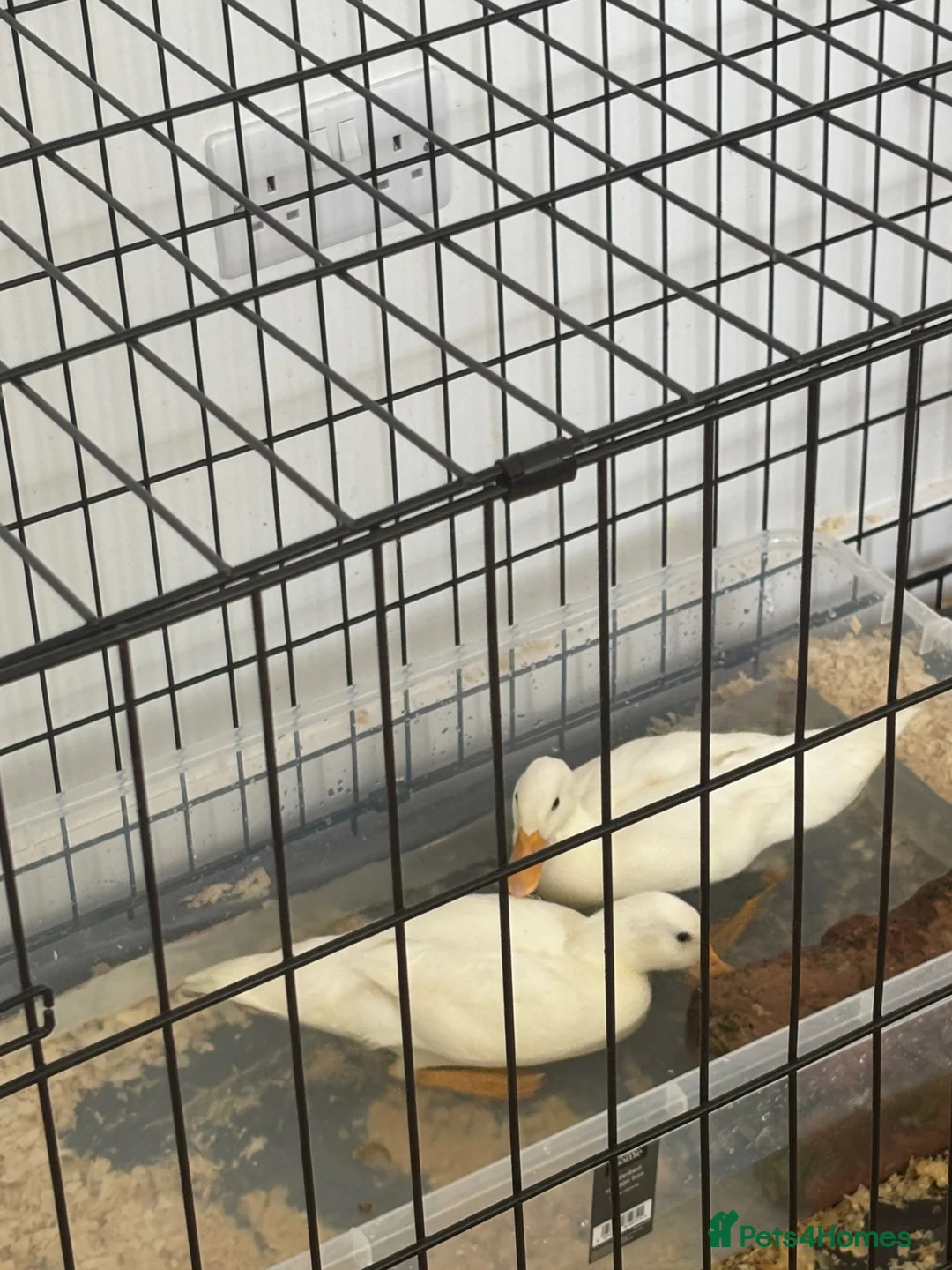 Ducks poultry for sale: Female Ducks 6 weeks in Rotherham - Advert 2