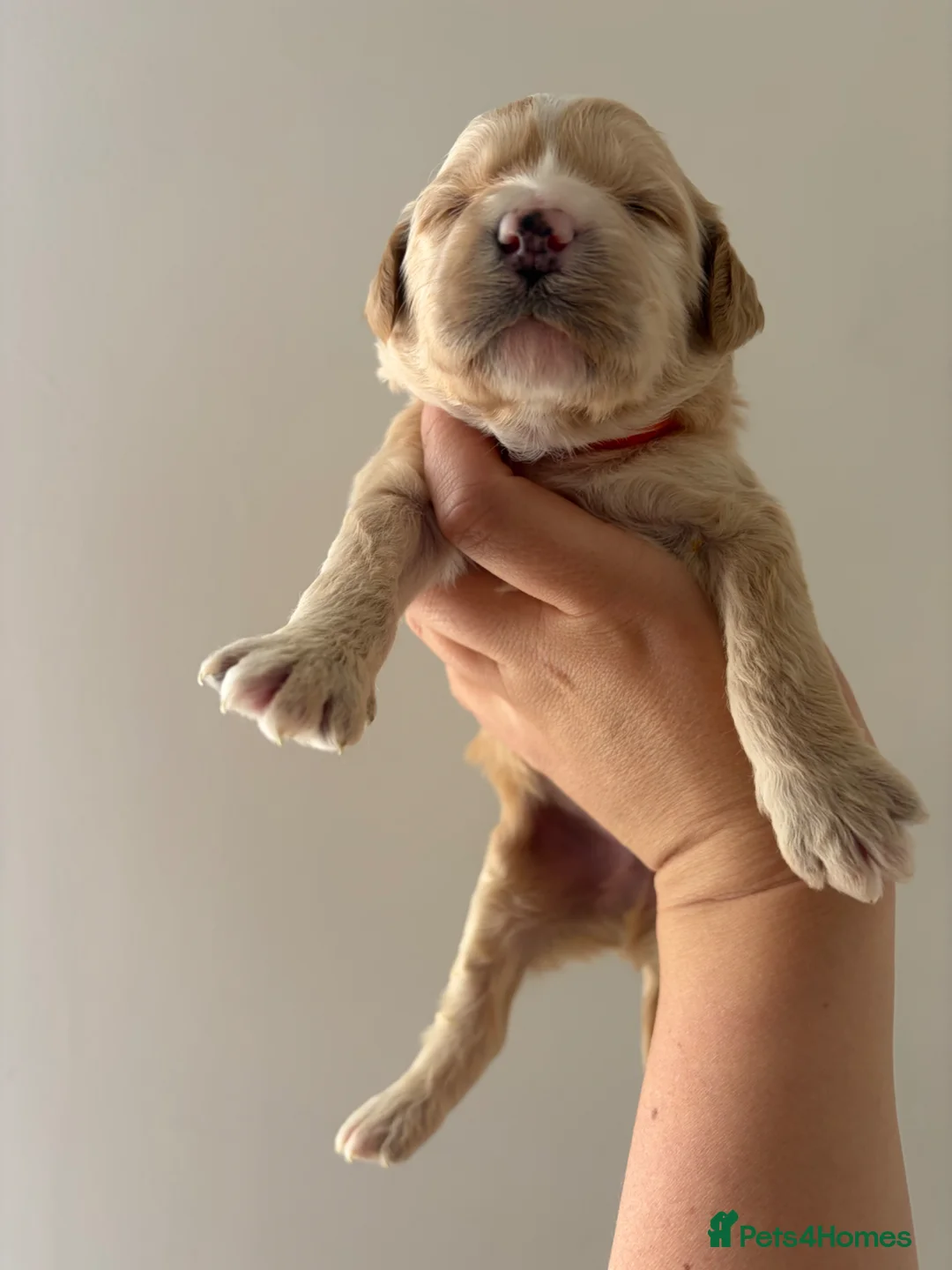 Australian Labradoodle dogs for sale: Australian Labradoodle Puppies for Sale 🐾 - Advert 28