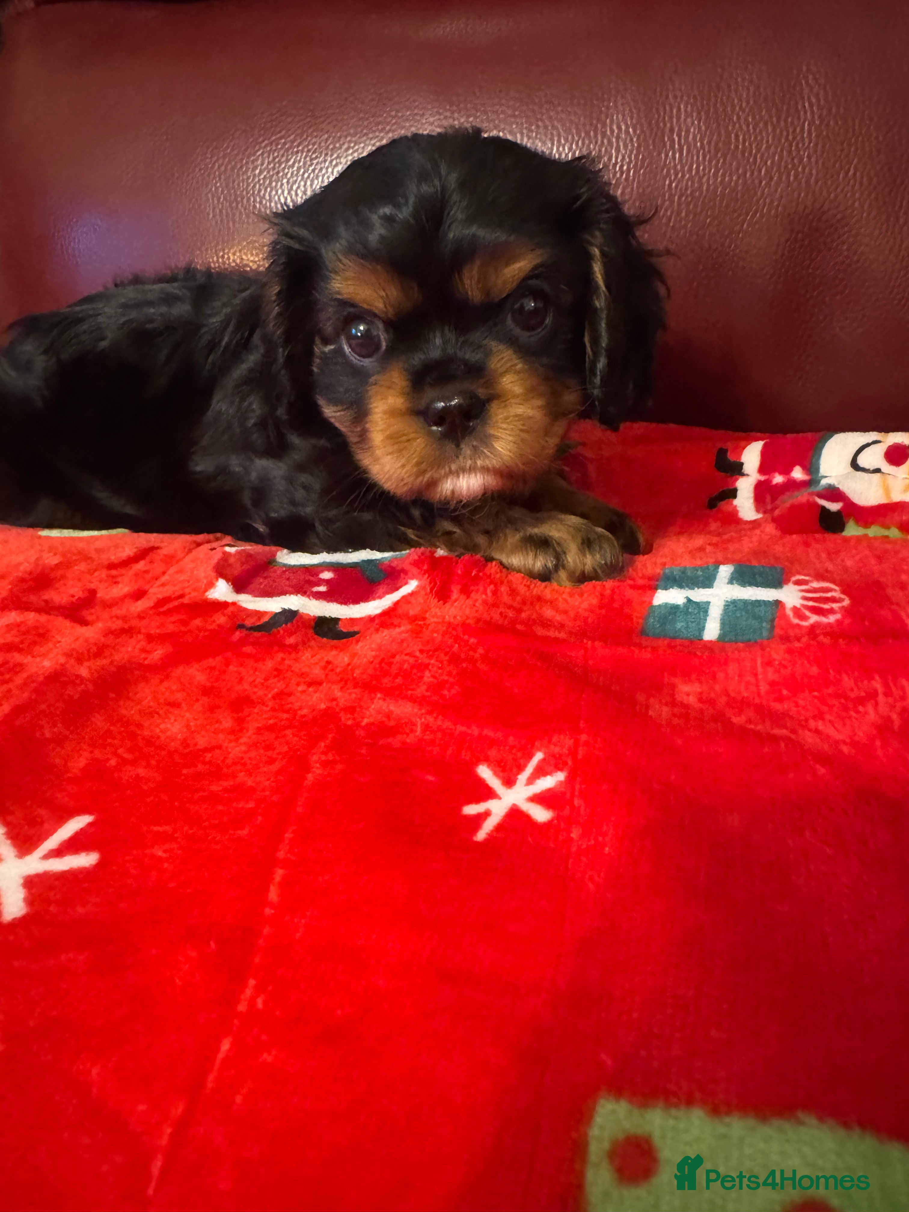 Cavalier King Charles Spaniel dogs KC REG Black and Tan boys - Advert 5