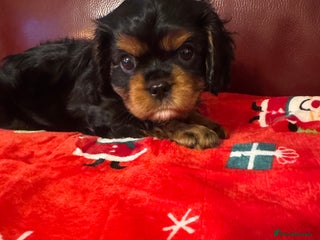 Cavalier King Charles Spaniel dogs KC REG Black and Tan boys - Advert 9