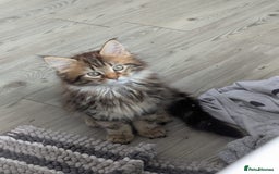 Maine Coon cats for sale: Stunning chocolate tabby kittens  - Image 3