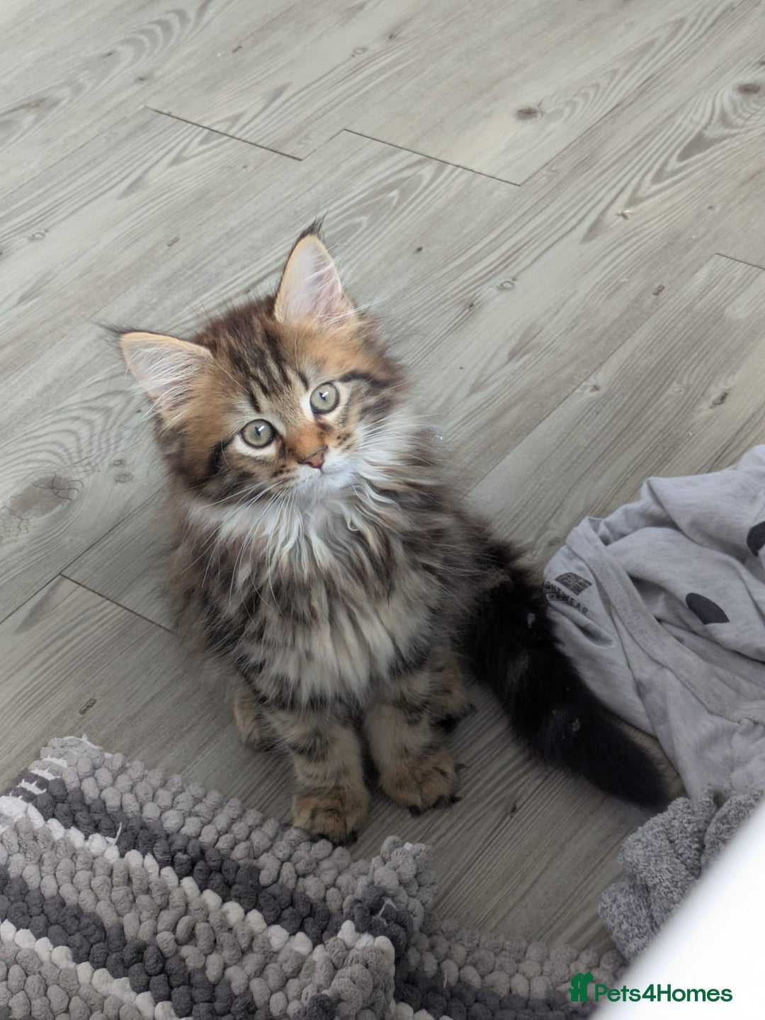 Maine Coon cats for sale: Stunning chocolate tabby kittens  - Image 3