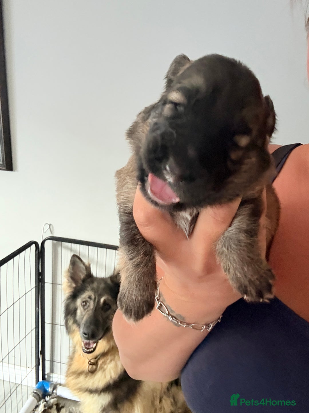 German Shepherd dogs for sale: 5 health tested kc reg German shepherd pups - Image 9