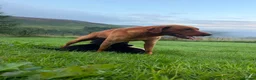 Labrador Retriever dogs for sale: Beautiful Kennel Club Registered Labradors Puppies in Brechin - Advert 8