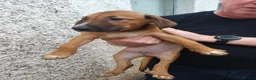 Mixed Breed dogs for sale: Border collie x puppies - Advert 8