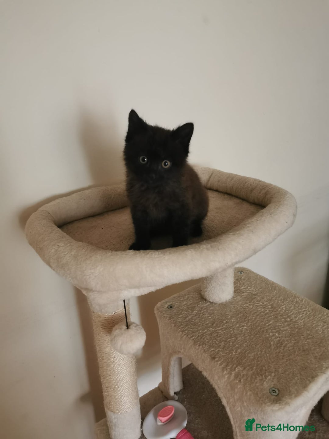 Mixed Breed cats for sale: Kitten  - Advert 3