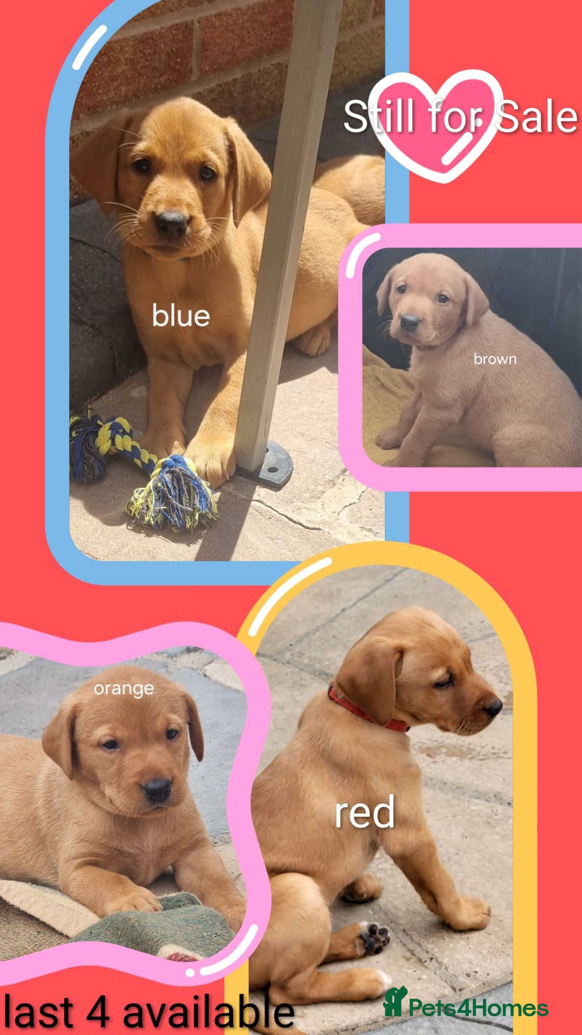 Labrador Retriever dogs Fox Red puppies kc reg working parents - Advert 2