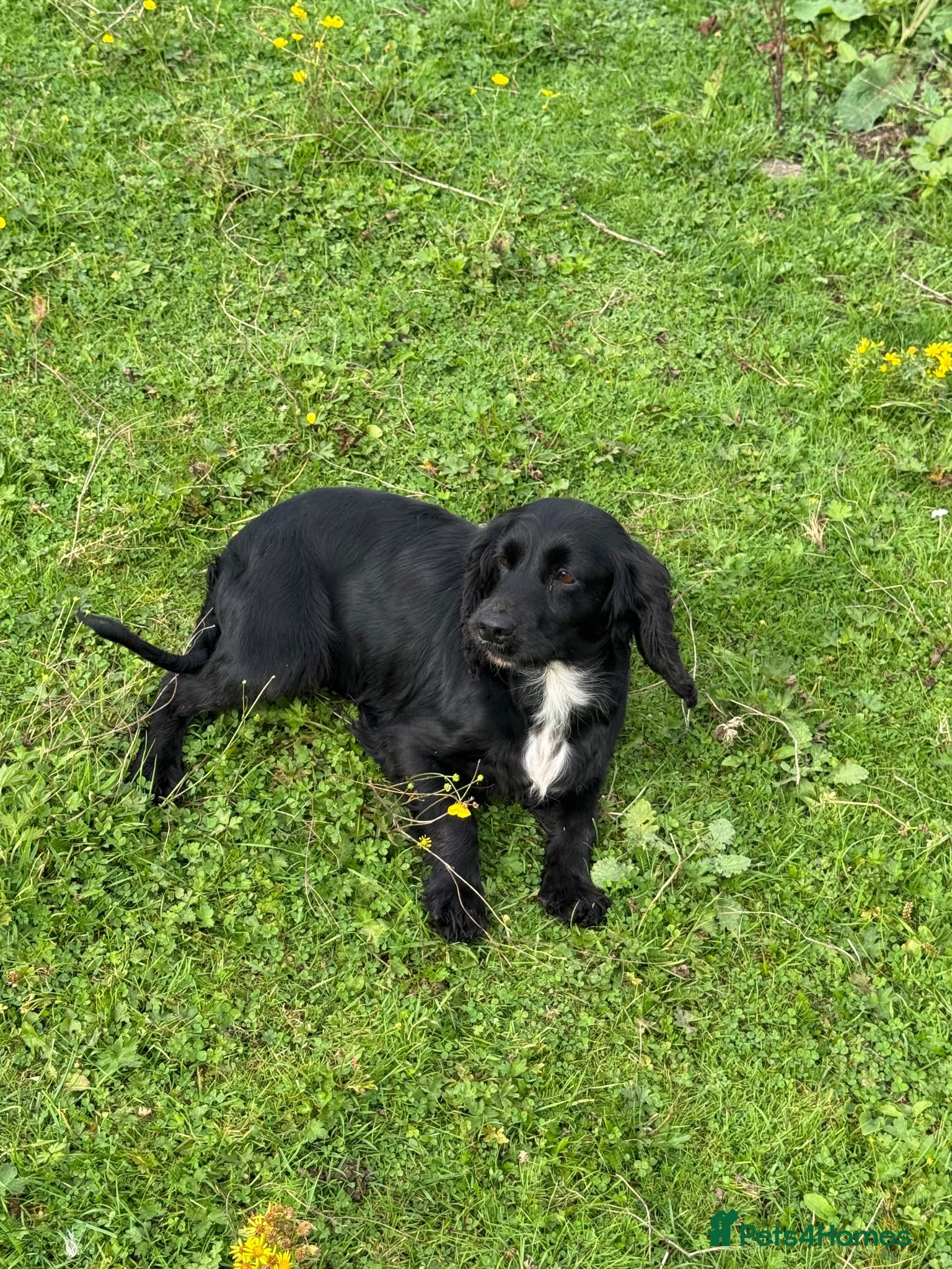 Cocker Spaniel dogs KC Registered Spayed Adult Female - Advert 1