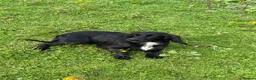 Cocker Spaniel dogs for sale: KC Registered Spayed Adult Female - Advert 1
