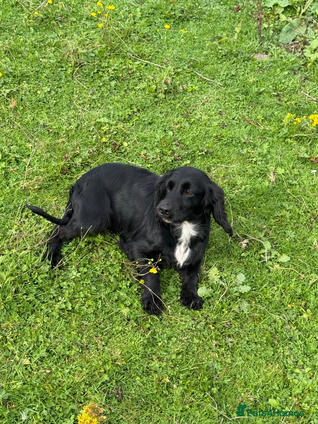 Cocker Spaniel dogs for sale: KC Registered Spayed Adult Female - Advert 1